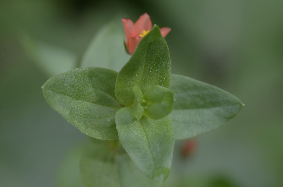 Lysimachia (=Anagallis) arvensis / Mordigallina